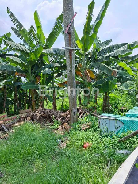 image TANAH MURAH DI PINGGIR JALAN RAYA (7)