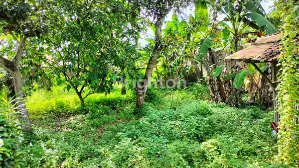 image RUMAH TANAH LUAS DI PINGGIR JALAN ASPAL GOMBONG JAWA TENGAH (6)
