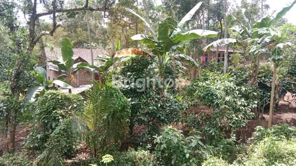 image  LAHAN KOSONG BONUS BANGUNAN UNGARAN SEMARANG (4)