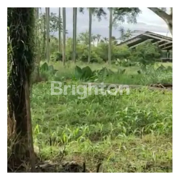 image TANAH PAMULANG TANGSEL (1)