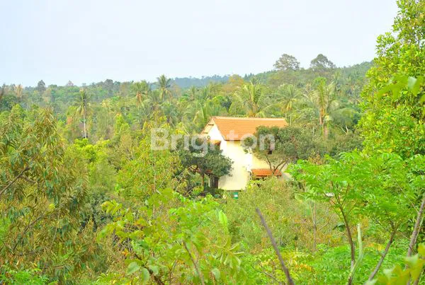 image TANAH PERKEBUNAN WONOSALAM JOMBANG (3)