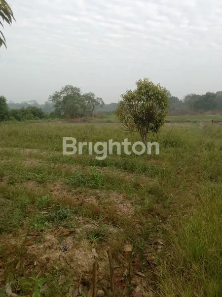 PERKEBUNAN PRODUKTIF DI TERITIP BALIKPAPAN