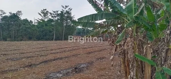 image TANAH STRATEGIS DIJUAL! LOKASI PINGGIR JALAN BESAR, COCOK UNTUK USAHA (2)