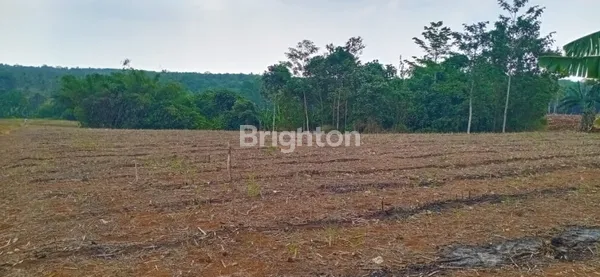 image TANAH STRATEGIS DIJUAL! LOKASI PINGGIR JALAN BESAR, COCOK UNTUK USAHA (3)