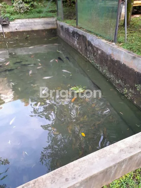 image RUMAH USAHA KOLAM IKAN ATAU EMPANG TEMPAT STRATEGIS TENGAH KOTA (2)