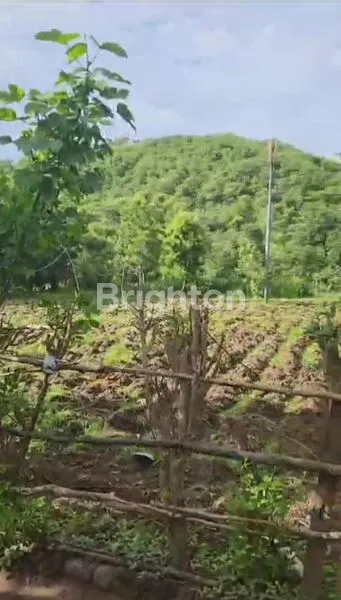 TANAH DI PEMUTERAN – GUNUNG BERATAN SINGARAJA (JALAN TEMBUS KE PANTAI & SUDAH BANYAK VILLA )