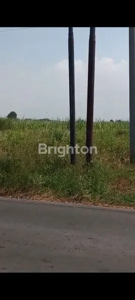 image LAHAN SUMOBITO JOMBANG  (5)