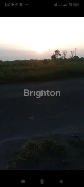 image LAHAN SUMOBITO JOMBANG  (7)