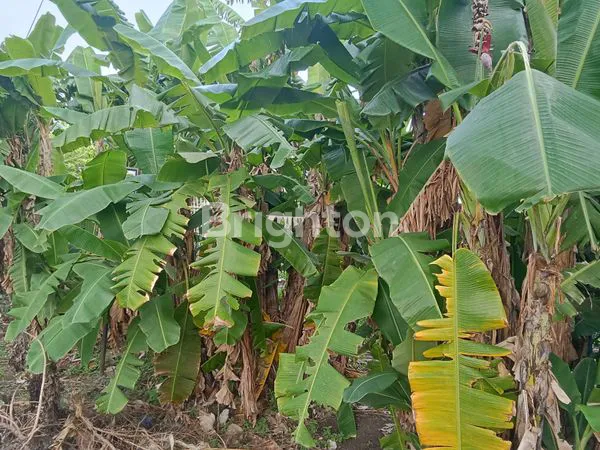 TANAH SIAP BANGUN COCOK UNTUK VILLA , USAHA  PINGGIR JALAN BERINGIN DALUNG