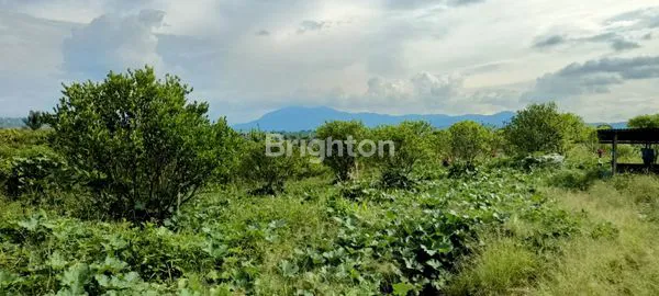 image TANAH KEBUN JERUK PRODUKTIF 1 HEKTAR BRASTAGI SIOSAR (4)