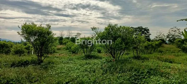 image TANAH KEBUN JERUK PRODUKTIF 1 HEKTAR BRASTAGI SIOSAR (6)