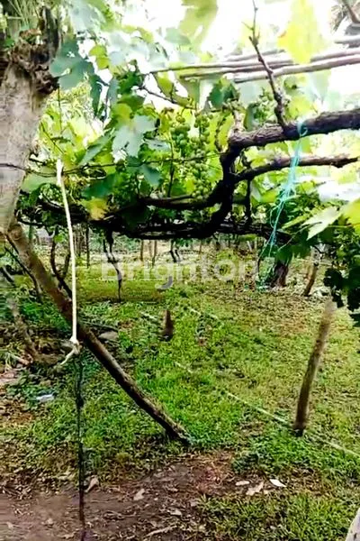 TANAH KEBUN ANGGUR PRODUKTIF 1100 M2 DI PEMUTERAN, BULELENG – SHM