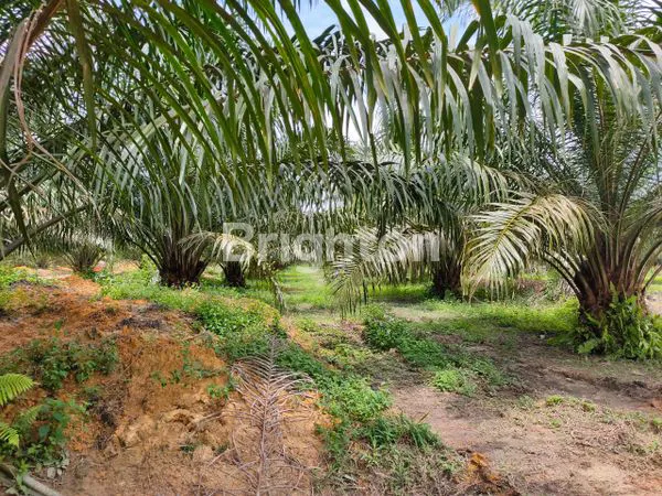 image KEBUN SAWIT MASIH AKTIVE DI PADANG LAWAS (7)