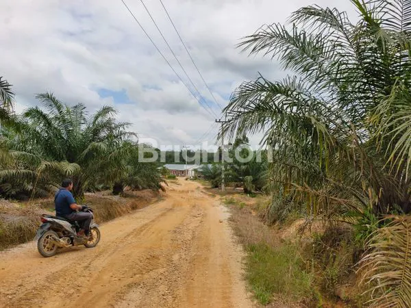 image KEBUN SAWIT MASIH AKTIVE DI PADANG LAWAS (3)