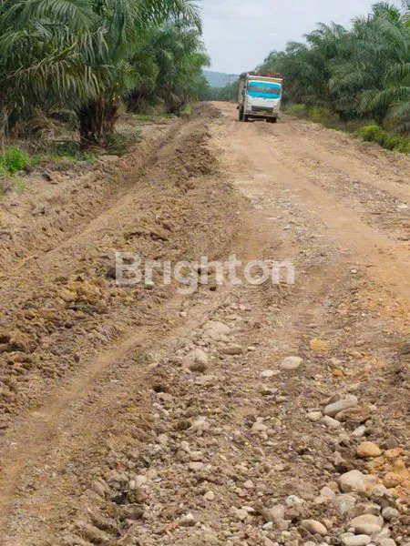 image KEBUN SAWIT MASIH AKTIVE DI PADANG LAWAS (2)