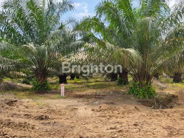 image KEBUN SAWIT MASIH AKTIVE DI PADANG LAWAS (4)