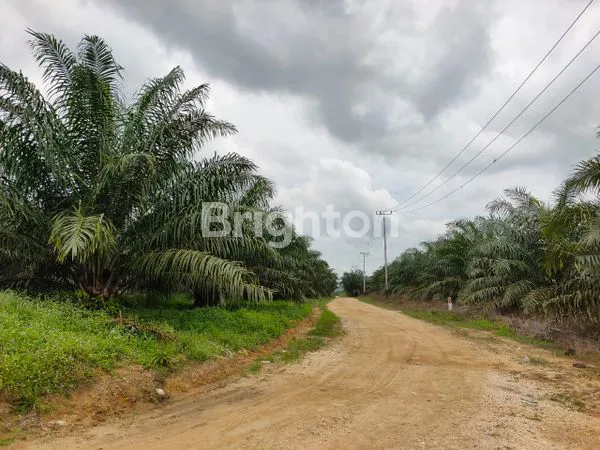 KEBUN SAWIT MASIH AKTIVE DI PADANG LAWAS