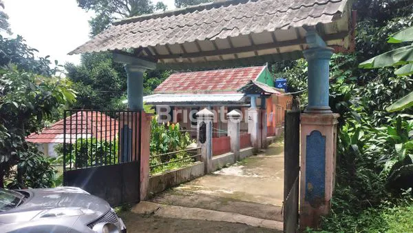 image LAHAN POHON DURIAN PRODUKTIF BOGOR (1)