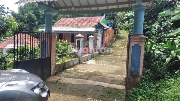 image LAHAN POHON DURIAN PRODUKTIF BOGOR (2)