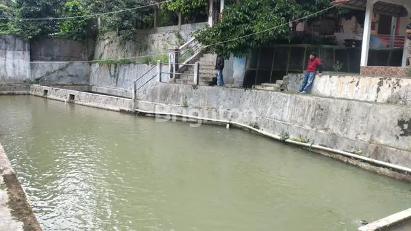 image LAHAN POHON DURIAN PRODUKTIF BOGOR (3)