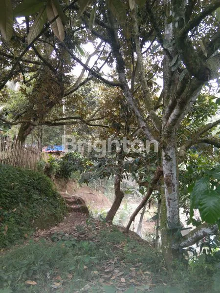 image LAHAN POHON DURIAN PRODUKTIF BOGOR (4)