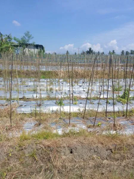 Gambar Property TANAH MURAH ITR KUNING DI MENGWI