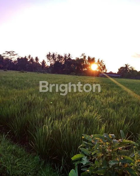 image  TANAH STRATEGIS DI BAHA MENGWI BADUNG (3)
