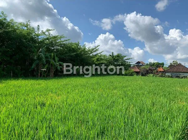 image RUMAH DAN SAWAH (2)