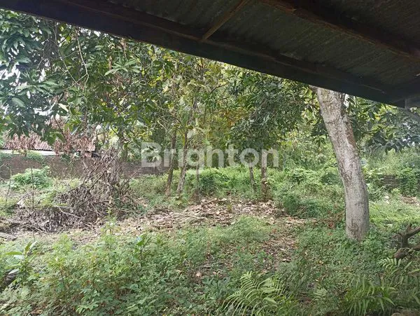 image TANAH CARUBAN MADIUN (5)