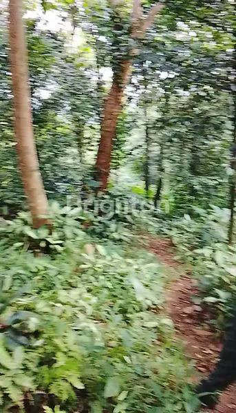 image MURAH MERIAH KEBUN POHON BUAH PALA,TAMANSARI BOGOR (2)