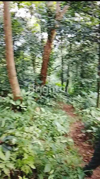 image MURAH MERIAH KEBUN POHON BUAH PALA,TAMANSARI BOGOR (1)