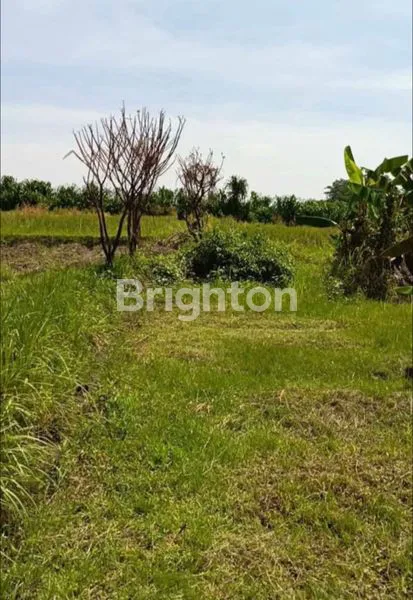 image TANAH DIJUAL MURAH DI KEDIRI TABANAN BALI  (4)