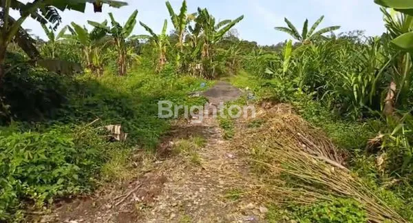 image TANAH DIJUAL MURAH DI KEDIRI TABANAN BALI  (5)
