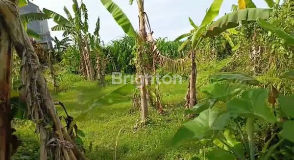 image TANAH DIJUAL MURAH DI KEDIRI TABANAN BALI  (6)