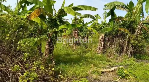 image TANAH DIJUAL MURAH DI KEDIRI TABANAN BALI  (7)