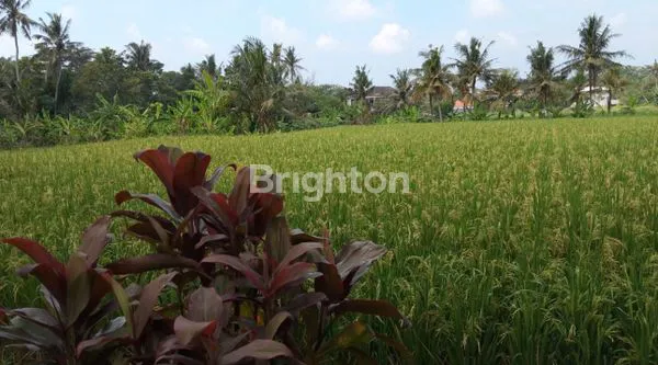 TANAH LUAS DISEWAKAN DI UBUD VIEW SUNGAI