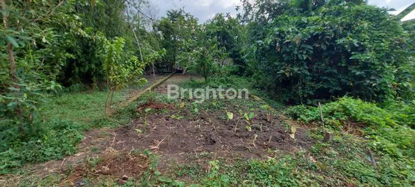 image TANAH DI WATU GOLONG BUTUH CEPAT LAKU COCOK UNTUK TEMPAT TINGGAL  (3)