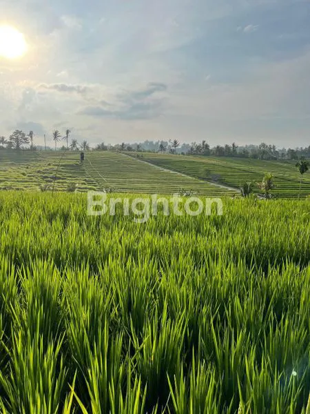 image DIJUAL SAWAH AKTIF SELUAS 44,70 ARE DI DESA SINGIN SELEMADEG BARAT TABANAN  (2)