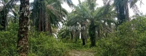 image TANAH / LAHAN KEBUN SAWIT KILO 16 LOA JANAN (3)