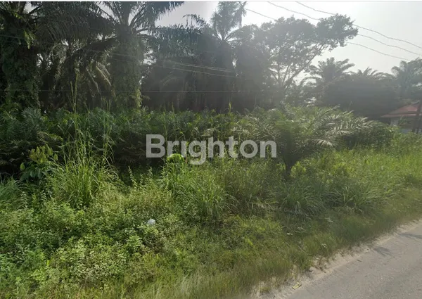image INVESTASI YANG MENARIK, KEBUN SAWIT DI JALAN UTAMA LINTAS GARUDA SAKTI KM 10,5 (1)