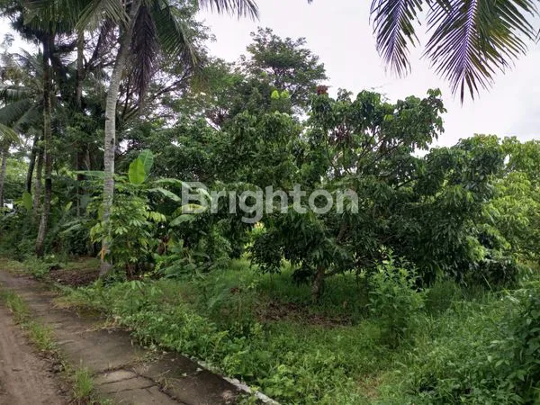image TANAH SAWAH DAN KEBON KELENGKENG (4)