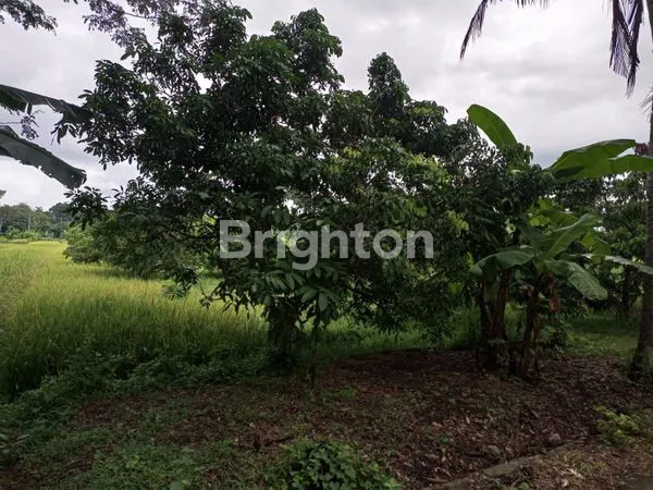 image TANAH SAWAH DAN KEBON KELENGKENG (6)