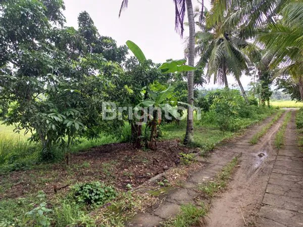 image TANAH SAWAH DAN KEBON KELENGKENG (5)
