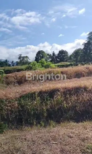 image TANAH PRODUKTIF DI SELEMADEG TIMUR (2)