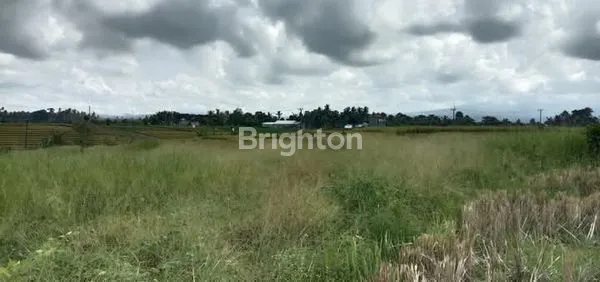 image TANAH PRODUKTIF DI SELEMADEG TIMUR (1)