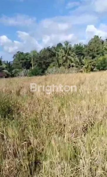 image TANAH PRODUKTIF DI SELEMADEG TIMUR (5)