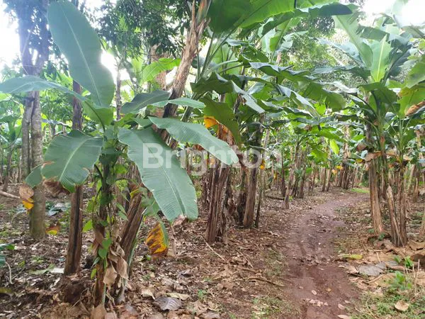 image TANAH PREMIUM 4421M² DI NGALIYAN - BEBAS BANJIR, HARGA DI BAWAH NJOP (2)