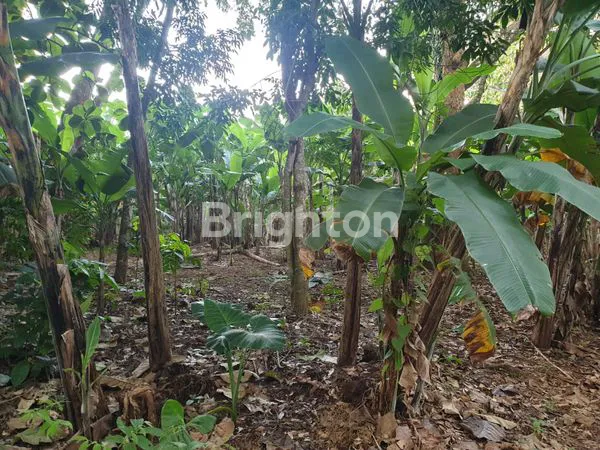 image TANAH PREMIUM 4421M² DI NGALIYAN - BEBAS BANJIR, HARGA DI BAWAH NJOP (1)