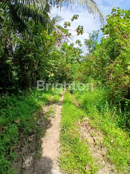 image DIJUAL LAHAN LUAS (2)