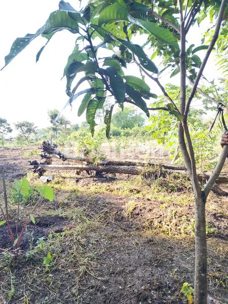 image TANAH LUAS DAN STRATEGIS DI LOWOKWARU, MALANG (1)